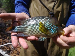 Pest fish found in Northern NSW